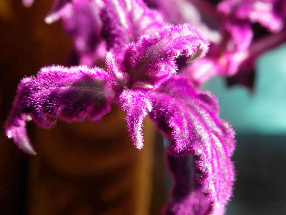 Flower2